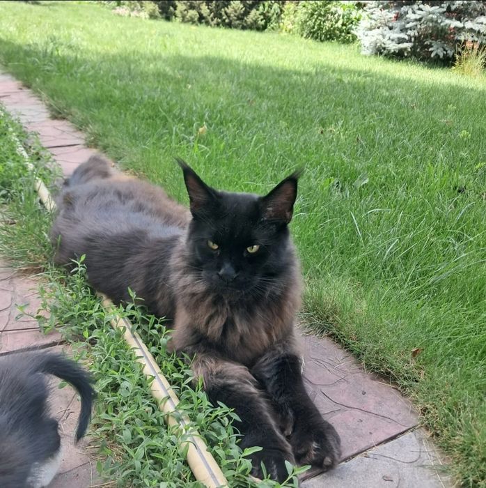 Пропал кот Мейнкун чёрный в М- не Достык