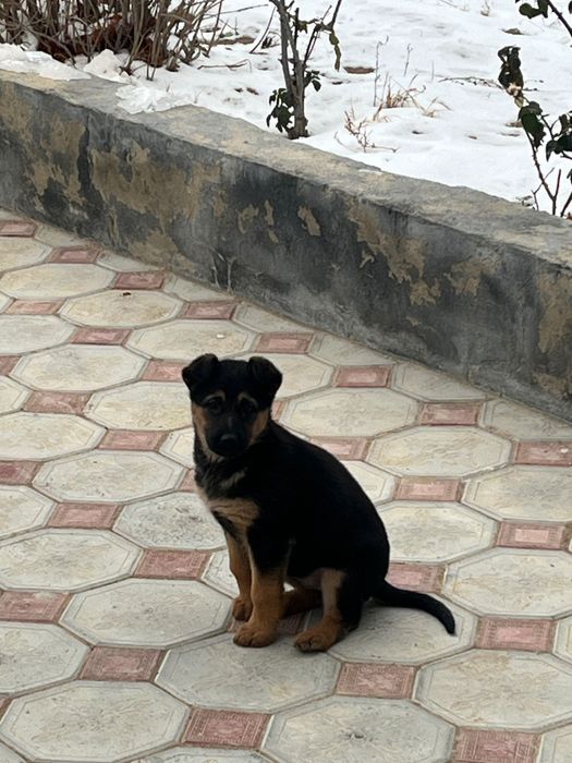 Овчарка сатылады