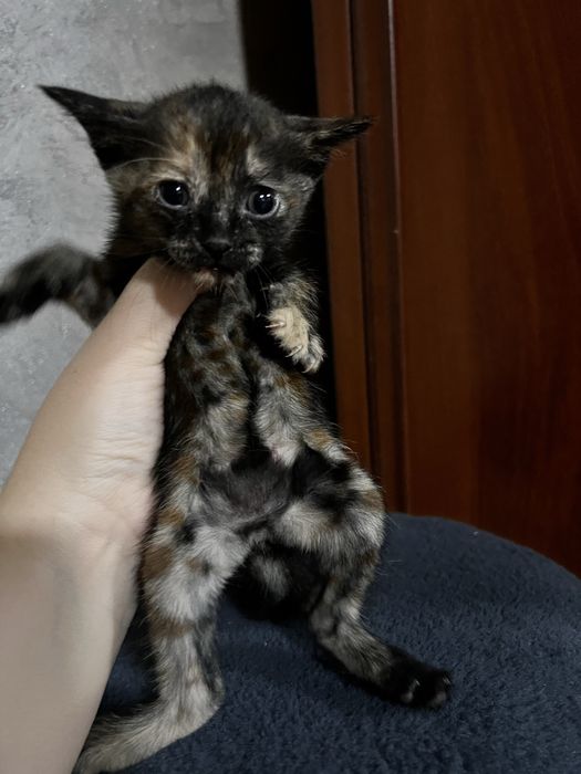 Отдам котят в добрые руки