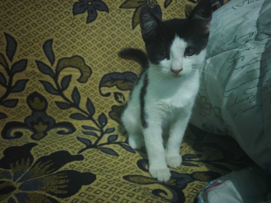 Adopție pisici 2 luni