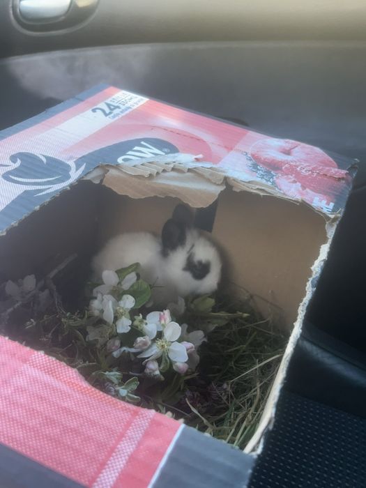Vând pui de iepuri cap de leu ochi albaștri și roși
