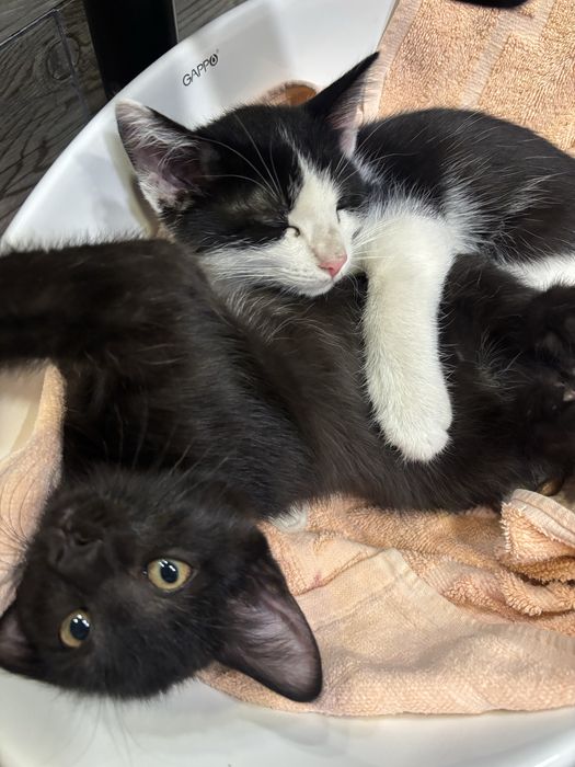 Котята миленькие