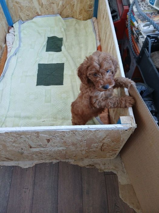 Мини пуделчета ,