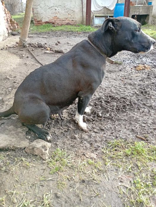 Малки питбулчета ПОДАРЯВАТ СЕ