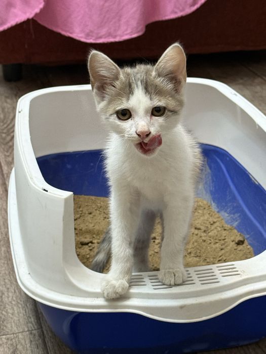 Кошка, отдам в хорошие руки