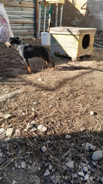 Продаётся ягтеръер