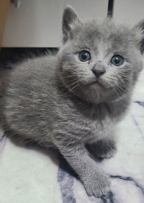 Продаются породистые  кошки окрас  серый британские