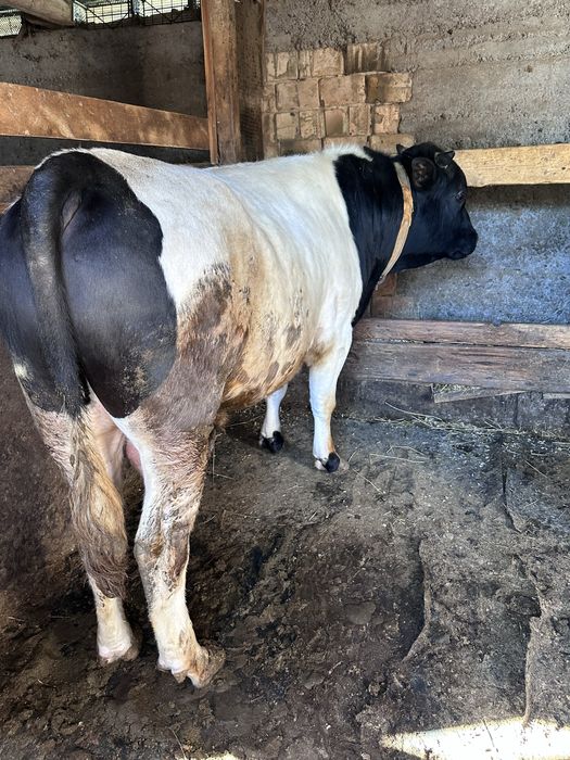 Бычек (на согым) жирная