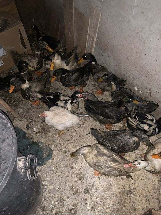 Vând rătoi leșești ‼️