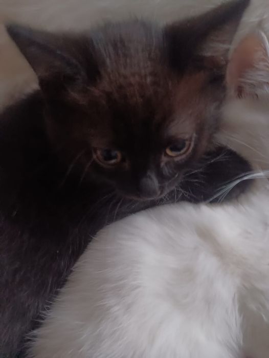 Котята от сиамской кошки