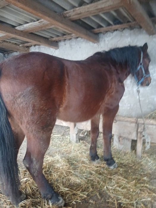 Vand cal căstrat foarte cuminte