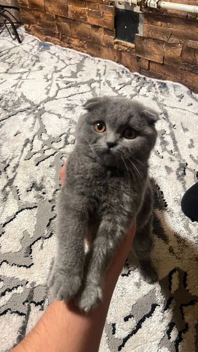 Zotdor mushuk/Зотдор Мушук/ Породистый Кот