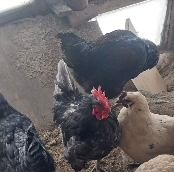 Продам Чёрных петухов.