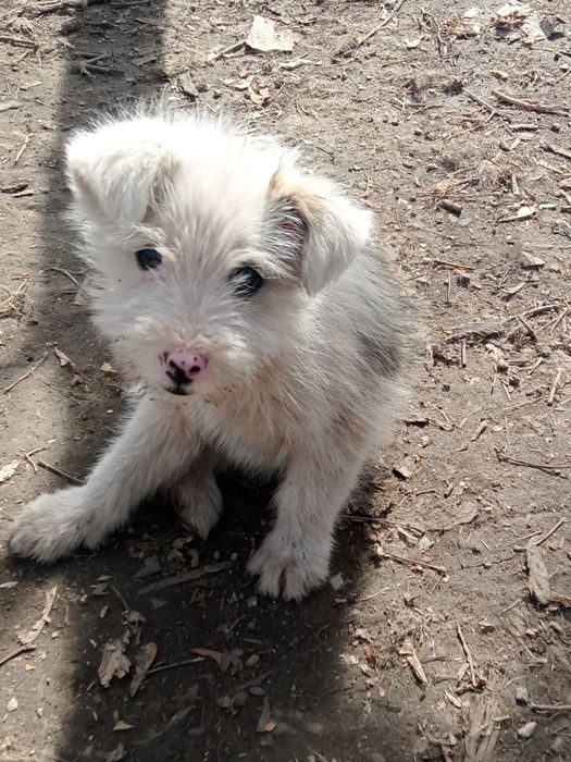 Отдам даром щенков!