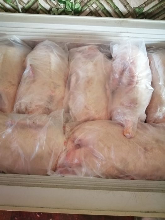 Молодые гуси оптом и в розницу