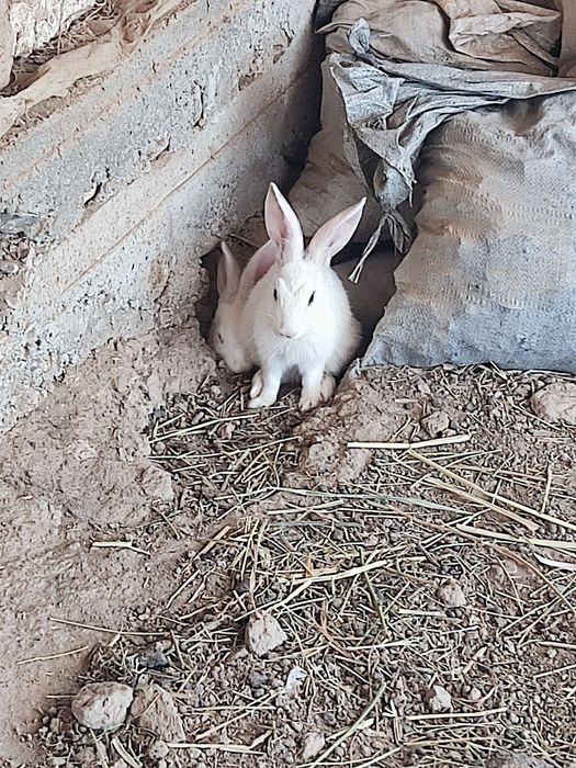 9ta jaydari va 3 ta velikan quyon bolalari sotiladi.