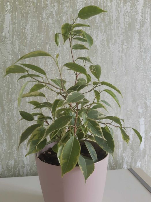 Фикус Бенджамина Кинки