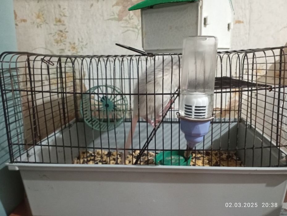 Продаю крыску с клеткой