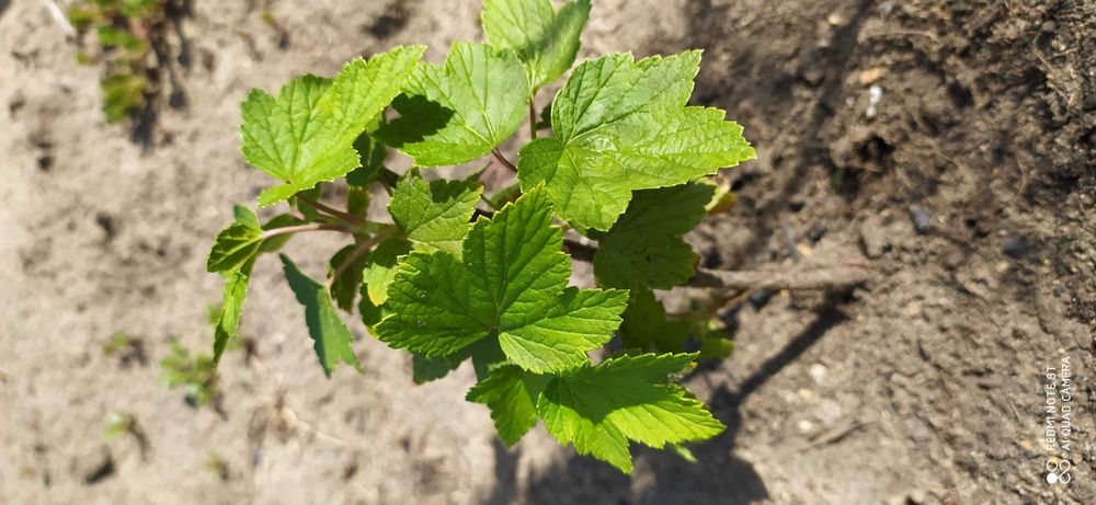 Смородина саженцы