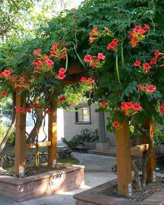 Растения.Кампсис лиана в 10л.контейнере.Ор-р транспорт-й институт.