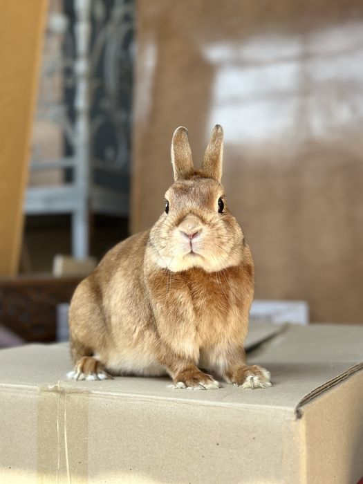 Karlik Qizil Satin Olmaxon – Juftlashtirish Xizmati