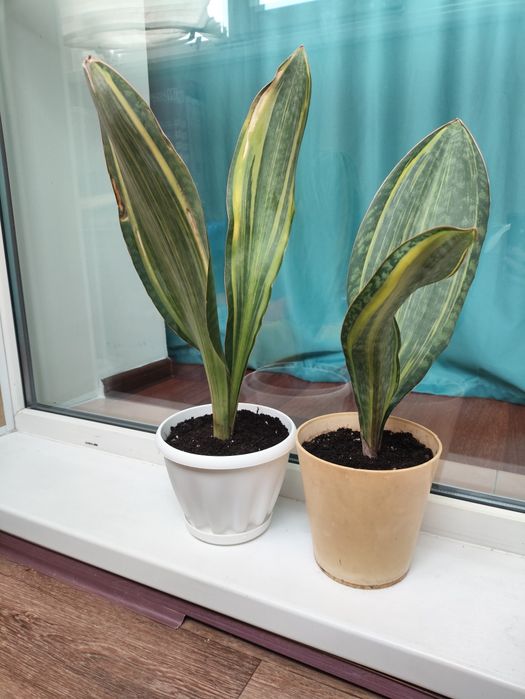 Сансевьерии, гибискусы