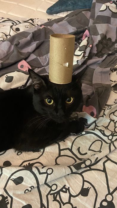 Пропал кот Муичиро или Муся 6микрорайон 41дом