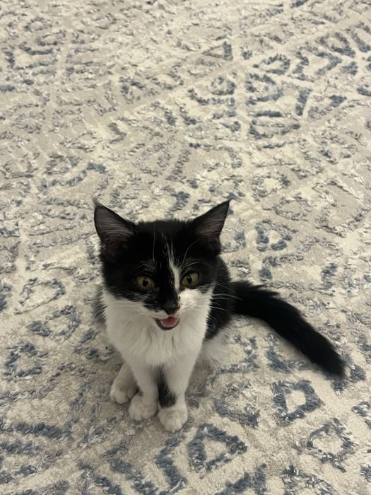 Котенок в добрые руки,девочка