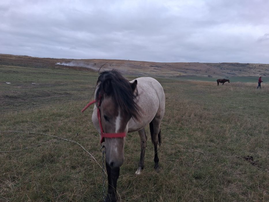 Manzoaca în 2 peri de un an