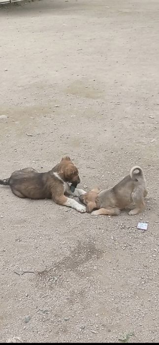 Отдам собачки хорошие руки