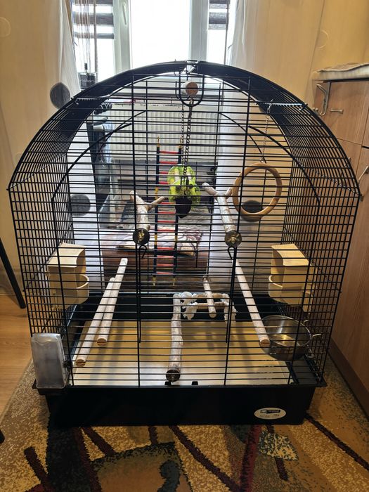 Colivie pasari greta