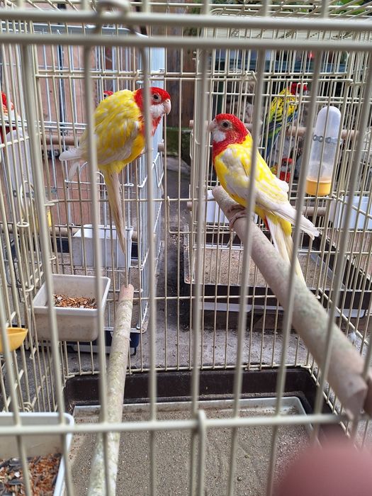 Papagali rosella și kakariki