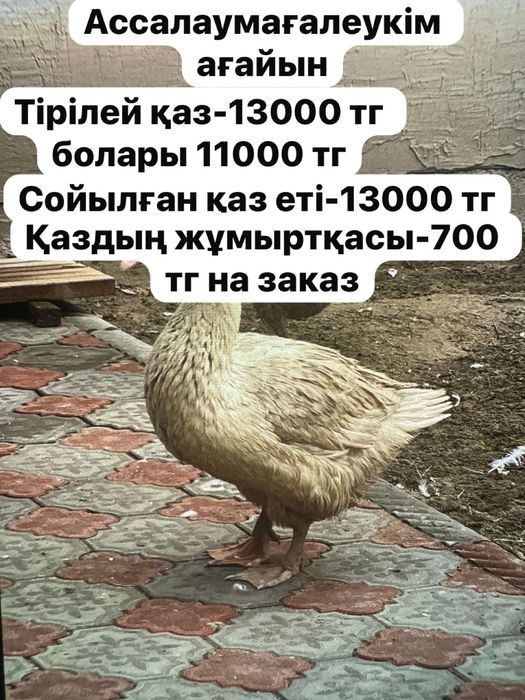 Қаздар сатылады.