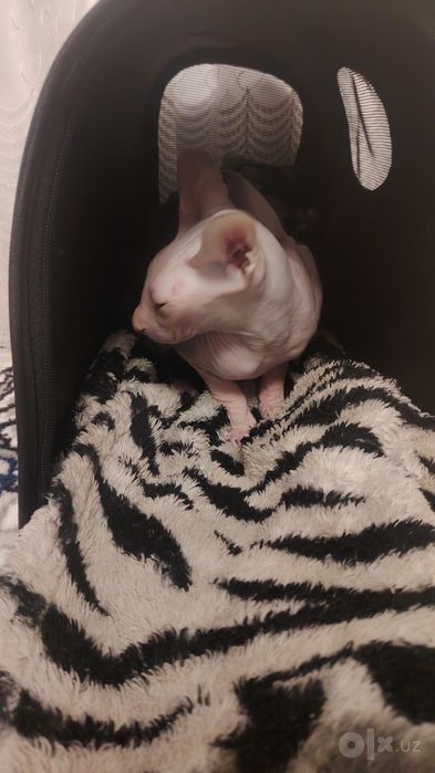 Sfinks   mushugi