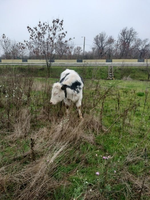 Vand junica 11 luni albastu belgian