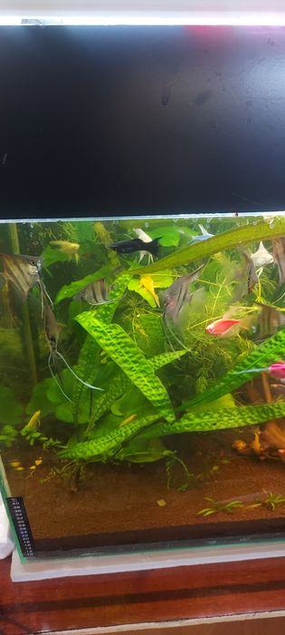 Растения. Рыбки аквариумные