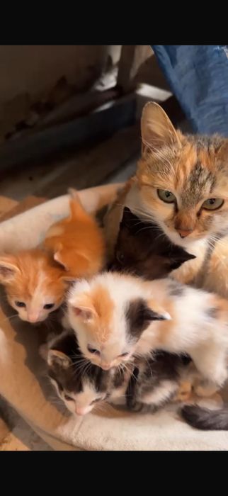 Котята маленькие