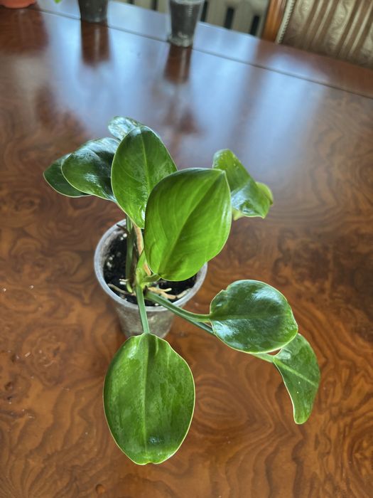 Бегонии, филодендроны