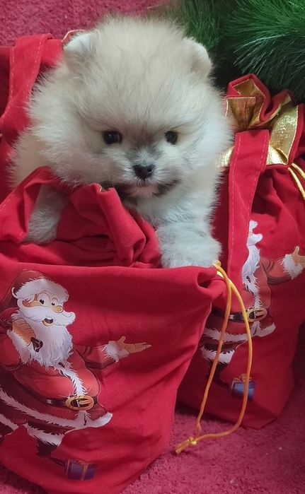 Милейший мини мальчик