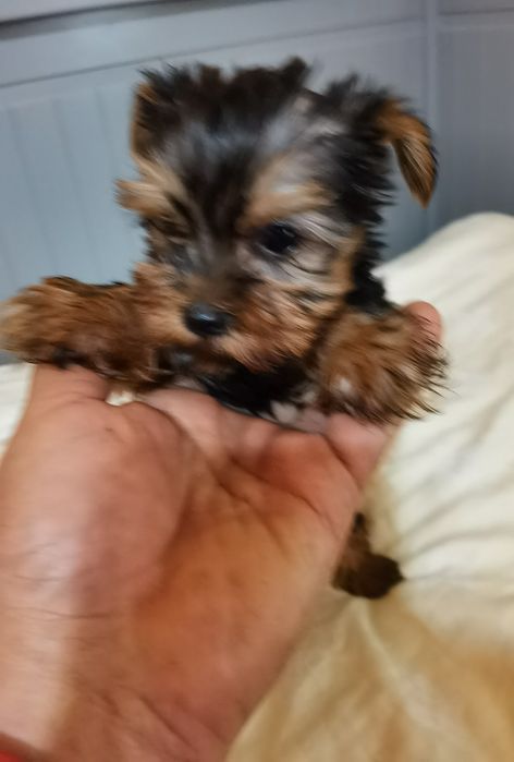 Yorkshire Terrier  mini mini