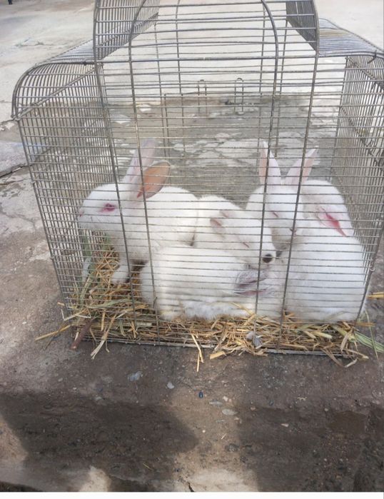 Flander ,Velekan Quyon sotiladi