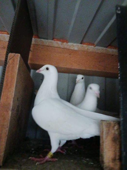 Vand porumbei voiajori albi