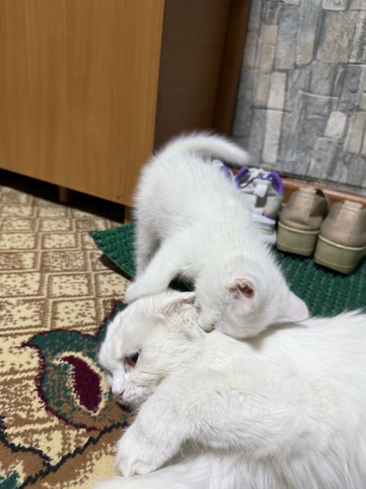 Котенок срочно!!!