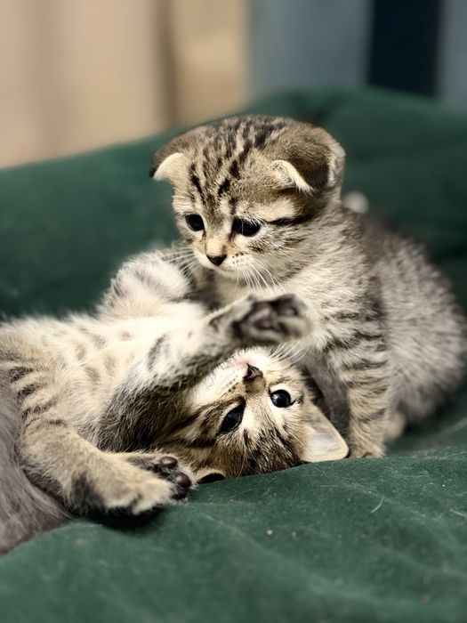 Отдам котят за шоколадку