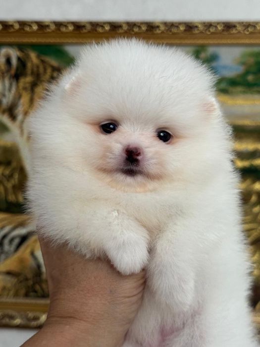 Шикарные малыши шпица