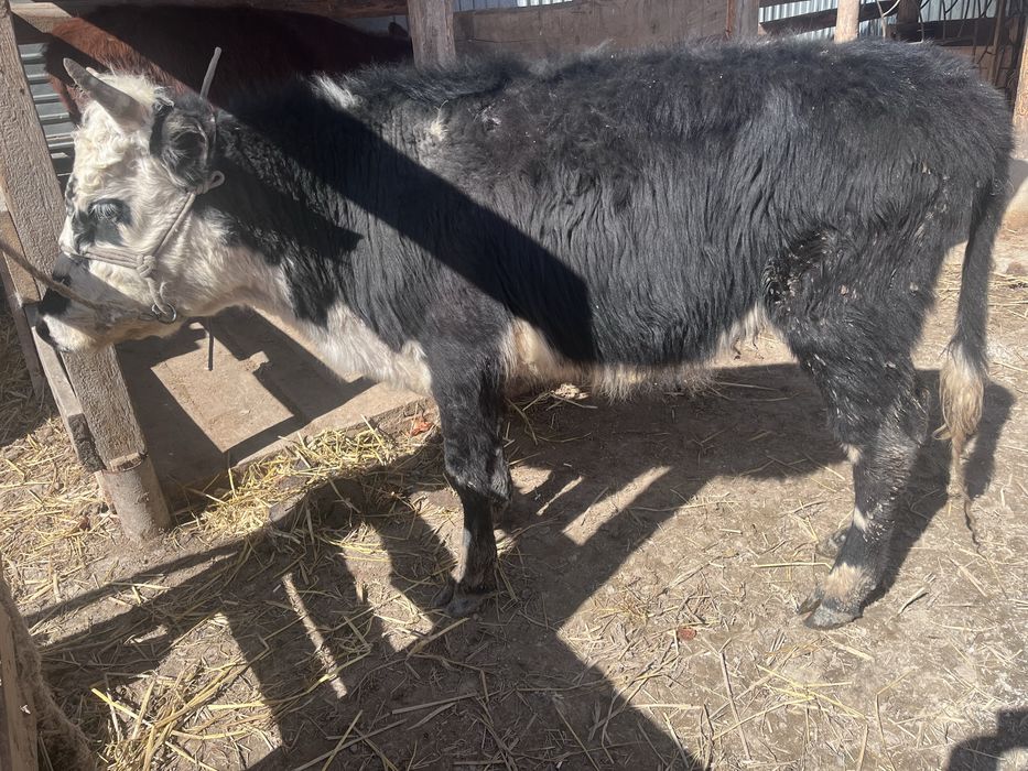 Уш еки жасар кашарлар ар кайсысыгын багасы 300000 мын тенге