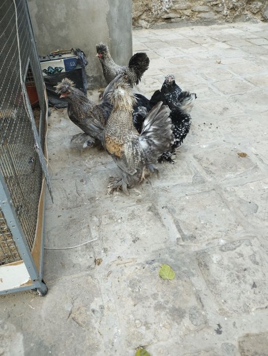 Продаётся молодые Бетнамки