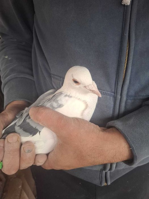 Vând porumbei voiajori