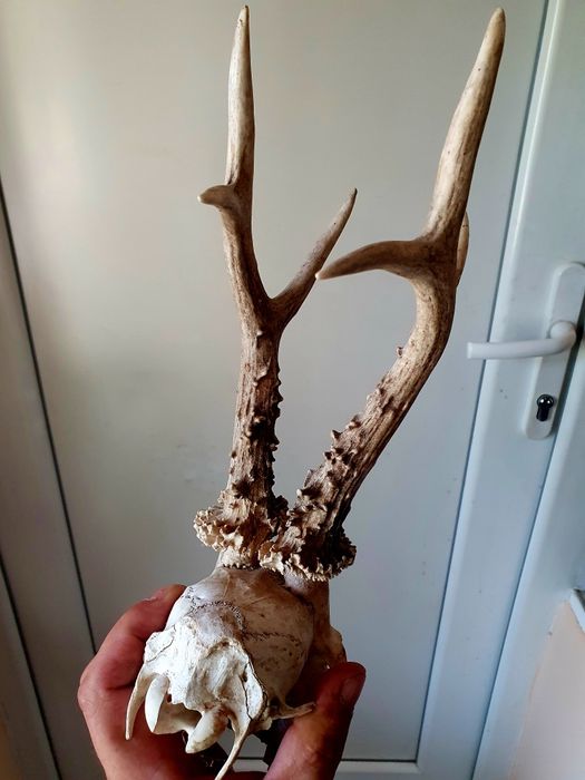 Два Трофея от сръндак перфектно състояние!