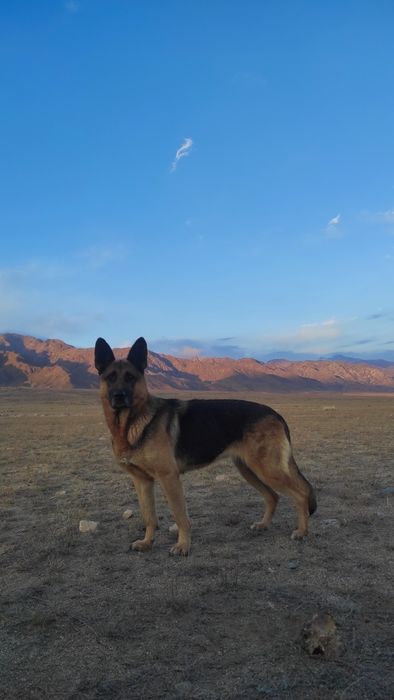 Продам овчарку чисто кровный